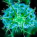 Plant Compound Monotropein Shows Promise Against Stroke Damage by Taming a Key Inflammasome