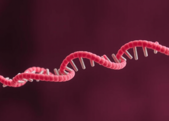 Inherited Mitochondrial DNA Determines How Fast the Ovary Ages