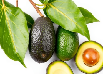 DNA Barcodes Reveal Hidden Diversity in Nigeria’s Avocado Genebank