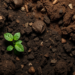 Underground Life Takes Center Stage as Soil Book Claims Top Ecology Prize
