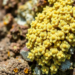 Peruvian Mountain Lichens Yield Potent Antibacterial Compounds Against Staphylococcus