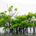 Ancient Custom, Carbon Cash: A New Blueprint for Saving Indonesia’s Mangroves