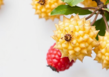 Hybrid Drying Unlocks the Hidden Potential of Overlooked Rowan Fruits