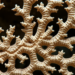 Coral skeleton from Maui reveals how sugarcane plantations left a 250-year pollution fingerprint on the reef