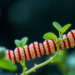 Cold Temperatures Rewire Plant Recombination Through a Chromosome Brake Called SNI1