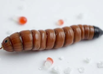 Earthworm Immune Cells Falter When They Eat Plastic Laced with Additives