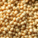 Hidden Microbes Inside Mung Bean Show Striking Stress Tolerance and Fungal-Fighting Power