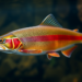 Rainbow Trout Data Could Spare Frogs From Toxicity Testing, New Model Shows