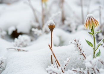 After the Frost: Damaged Plants Bounce Back Stronger Across the Northern Hemisphere