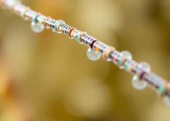 New DNA Sequencing Tool Reads Broken Genetic Clues to Name Species in Mixed and Degraded Samples