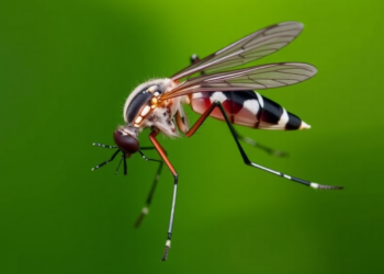 Boron-Based Compounds Show Potent Larvicidal Power Against Disease-Carrying Mosquitoes