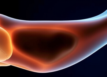 Brief Lift-Offs Keep Cartilage’s Hidden Fluid Cushion Alive, Study Finds