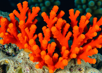 Fire Coral Emerges as the Hidden Killer of Restored Elkhorn Coral Fragments