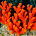Fire Coral Emerges as the Hidden Killer of Restored Elkhorn Coral Fragments
