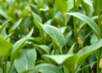 Smarter Marker Panels Boost Genomic Prediction Power in Soybean Breeding