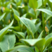 Smarter Marker Panels Boost Genomic Prediction Power in Soybean Breeding