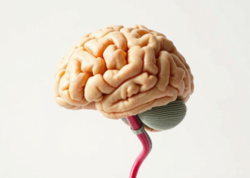 How Everyday Pollutants Are Quietly Rewiring the Vertebrate Brain