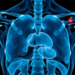 AI Maps Every Torso Muscle in CT Scans, With a Built-In Lie Detector