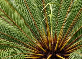 Invasive Scale Insect Wiped Out 99% of a Remote Island’s Ancient Cycads in 15 Years