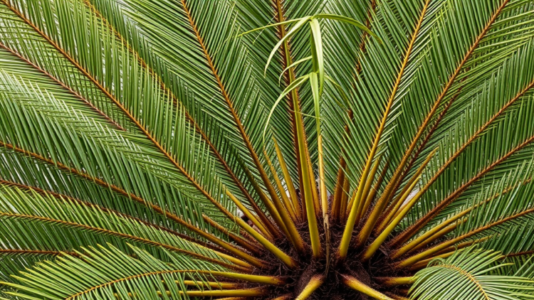 Invasive Scale Insect Wiped Out 99% of a Remote Island’s Ancient Cycads in 15 Years