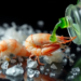 Shrimp Shell Chitosan Extracted With Green Solvent Pulls Microplastics From Water