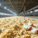 Hot-Air System Sterilizes Rice Husk Poultry Bedding at Industrial Scale, Cutting Pathogens and Chemical Use