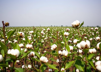 Cotton Farms in Benin Show Steady Productivity and Profit Growth, Study Finds