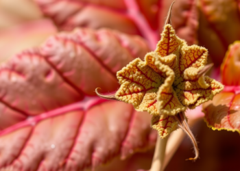 Drought-Stressed Amaranth Leaves Reveal Metabolic Secrets Through a New Mass Spectrometry Lens
