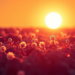 Sun-Powered Microbes Turn CO2 Into Industrial Organic Acids