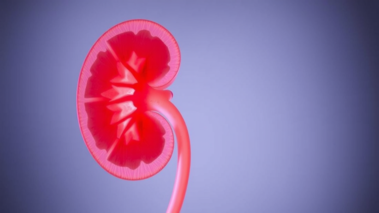 Lab-Grown Kidney Tissue Wins $240,000 Boost in Fight Against Rare Genetic Disease