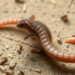 Rat Lungworm Disease in Northern Vietnam: Headache, Hidden Eosinophils and a Diagnostic Warning