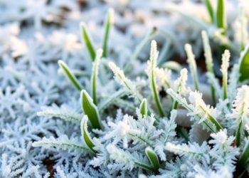 Spring Frosts Can Leave Vegetation Greener Than Before, Global Study Finds