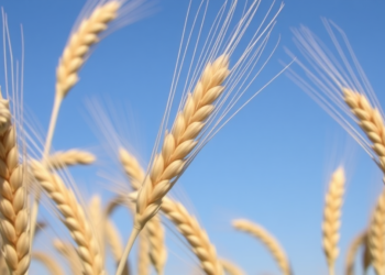 Wheat Faces Rising Heat, Salt and Drought: Scientists Map the Genes That Could Save It