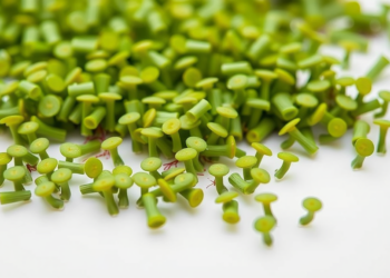 Duckweeds: Tiny Aquatic Plants Poised to Become Biotech’s Next Big Chassis