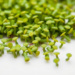 Duckweeds: Tiny Aquatic Plants Poised to Become Biotech’s Next Big Chassis