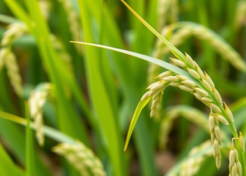 New Antibody Tests Outperform PCR in Detecting Devastating Rice Panicle Blight Pathogens