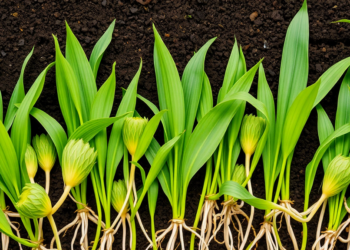 Plantain Roots Quiet the Soil Microbes That Turn Fertilizer Into Pollutants