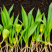 Plantain Roots Quiet the Soil Microbes That Turn Fertilizer Into Pollutants