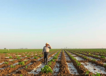 Farming Is Quietly Salting the Groundwater Beneath Mexico’s Breadbasket
