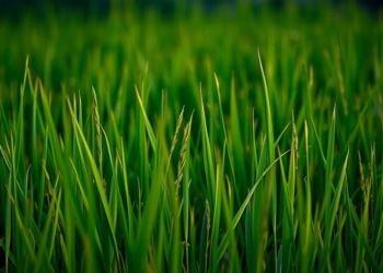 Six-Year Light Trap Study Reveals How Weather Drives Rice Pest Outbreaks in Bangladesh