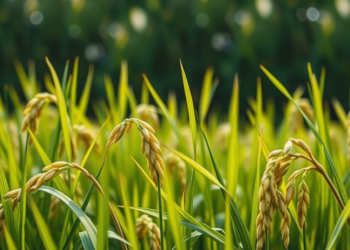 Rice Pollen Fertility Hinges on a Daily Rhythm Written by Light and the Circadian Clock