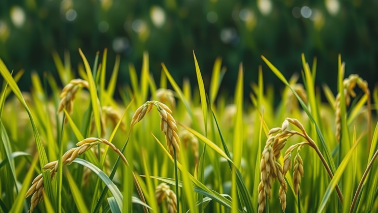 Rice Pollen Fertility Hinges on a Daily Rhythm Written by Light and the Circadian Clock