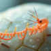 Splicing Complex Tied to Cell Fate Decisions in Developing Worms