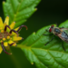 Damiana Plant Polysaccharides Extend Lifespan in Worms and Flies, Study Finds