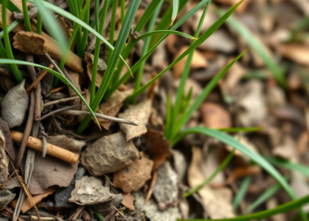 Leaf Litter Emerges as a Hidden Ally That Reshapes How Grassland Plants and Microbes Weather Drought