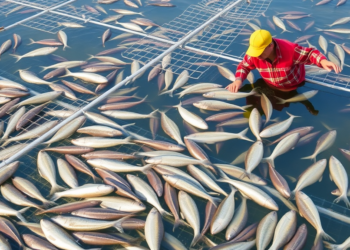 Climate Change Is Squeezing the World’s Fish Farms, but Adaptation Is Stalling