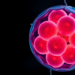 Scientists Roll Human Stem Cells Back to an Eight-Cell Embryo-Like State