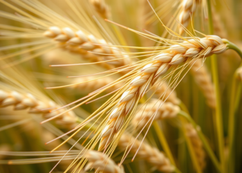 Wild Emmer Genes Could Help Breed Bigger, Better Durum Wheat