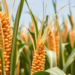 Maize Meristem Genes Offer New Clues to the Molecular Roots of Hybrid Yield