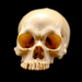 Scientists Set the Bar for What Counts as a Real Bone Organoid